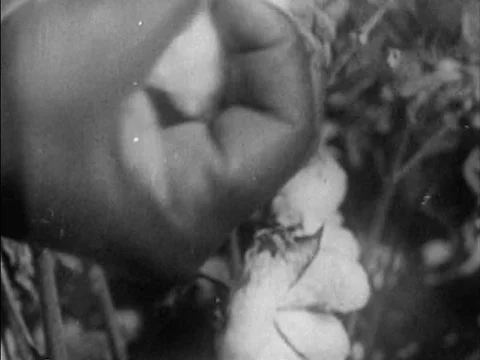 Sharecroppers pick cotton. Stock Footage 75293318