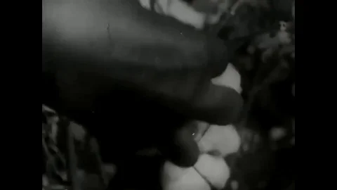 Sharecroppers pick cotton. Stock Footage 79428428