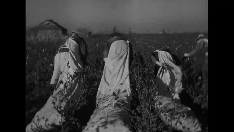 Sharecroppers picking cotton in field and fill in bag - 1930 Stock Footage 101710080