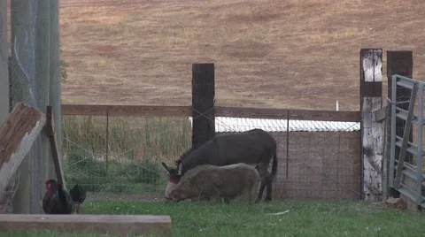 Sharing the bounty Video stock 42535167