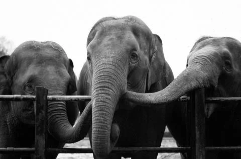 Sharing Elephants Stock Photos