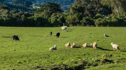 Sharing farm animals Stock Photos