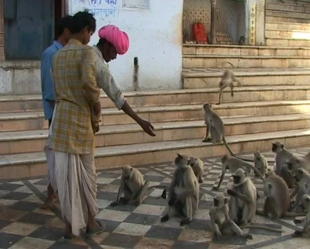 Sharing food with monkeys Stockbeeldmateriaal 401673