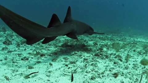 Shark 001 (Florida) Vidéo 237192219
