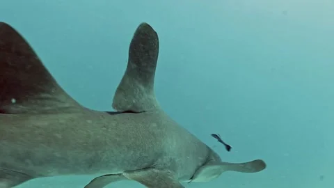 Shark 002 (Florida) Vidéo 237193287