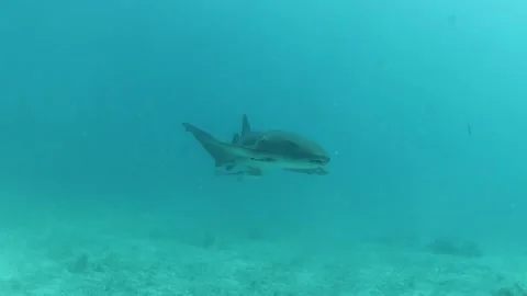 Shark 003 (Florida) Vidéo 237194292