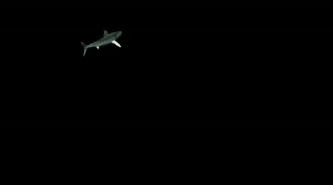 Shark 01(HD1080) Stock-Footage 487550