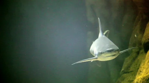 Shark 02 Stock Footage 789032