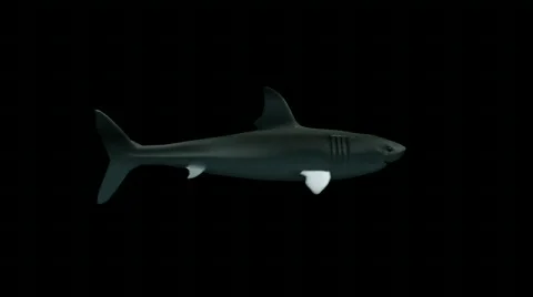 Shark 02 (HD720) Видео 488061