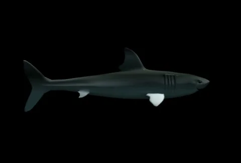 Shark 02 (NTSC) Stock-Footage 488071