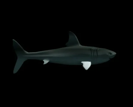 Shark 02 (PAL) Stock-Footage 488072