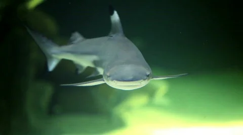 Shark 03 Stock Footage 788996