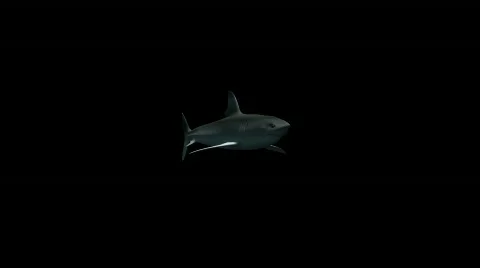 Shark 03 (HD1080) Видео 488079