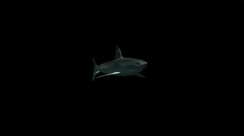 Shark 03 (HD720) Видео 488077