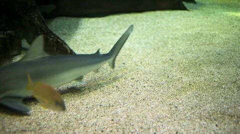 Shark 04 Stock Footage 788512