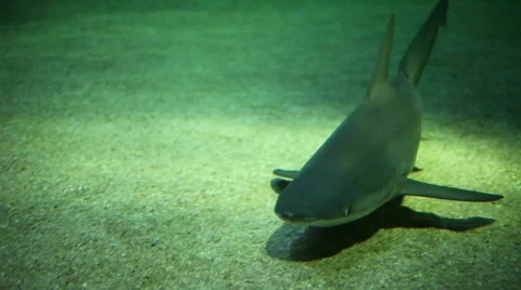 Shark 05 Stock Footage 788180