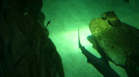 Shark 06 Stock Footage 788965