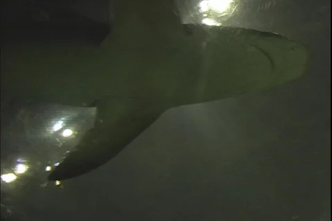 Shark 1 動画素材 304757