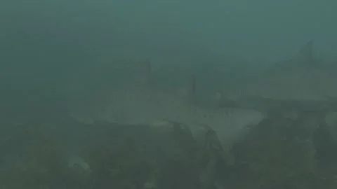 Shark 18 Stock Footage 233768035