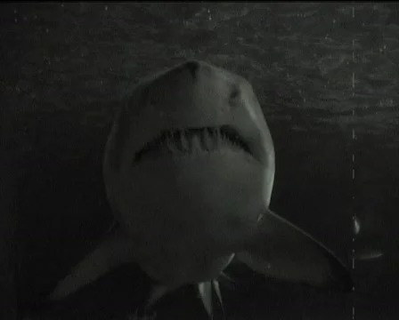 Shark 1920 库存影片 113982