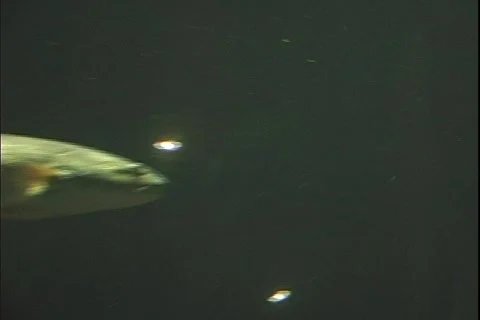 Shark 2 動画素材 304501