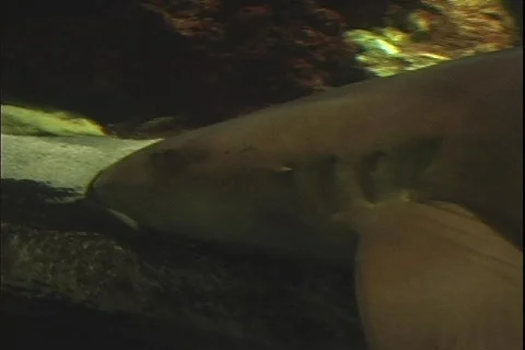 Shark 2 Stock Footage 304712