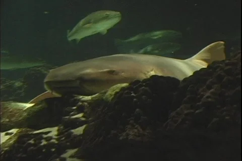 Shark 2 動画素材 304717