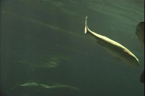 Shark 3 Stock Footage 304622