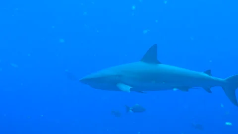 Shark affected by global warming climate change Stock Footage 150171538