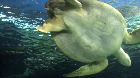 Shark after turtle Stock Footage 17341876