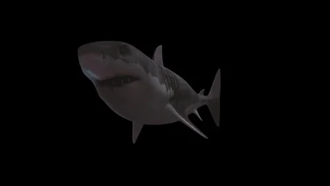 Shark with Alpha Channel 2 動画素材 84663169