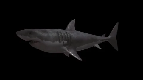 Shark with Alpha Channel 動画素材 84663203