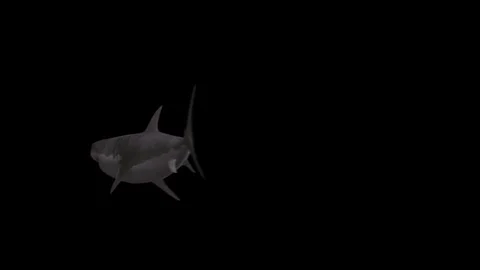 Shark with Alpha Channel Swiming By Stock Footage