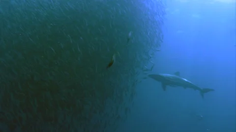 Shark and baitball Stock Footage 42901768
