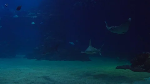 Shark and eagle ray. Close up. 動画素材 129563337