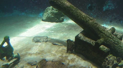 Shark and Fish Stock Footage 7906073