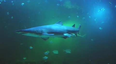 Shark and fish move in large aquarium. Video stock 61264940