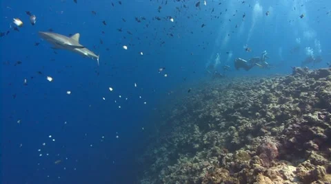 Shark and SCUBA Divers Stock Footage