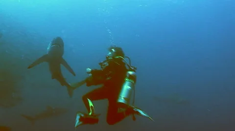 Shark and scubadiver Video stock 42901832