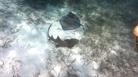Shark and Sting Ray Circle each other Stock Footage 168530609
