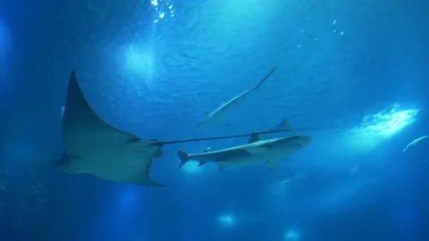 Shark and Stingray, 4k Vídeos de archivo 101420227