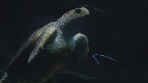 Shark and turtle Stock Footage 76974003