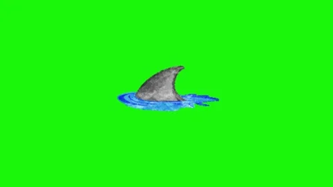 Shark animation on green screen 動画素材 334773846