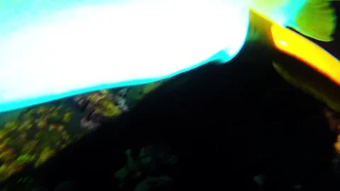 Shark appears from the darkness to sniff diver's camera Stock Footage 272598647