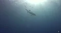Shark approaches diver HD Footage