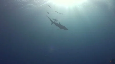 Shark approaches diver Stock Footage 738353