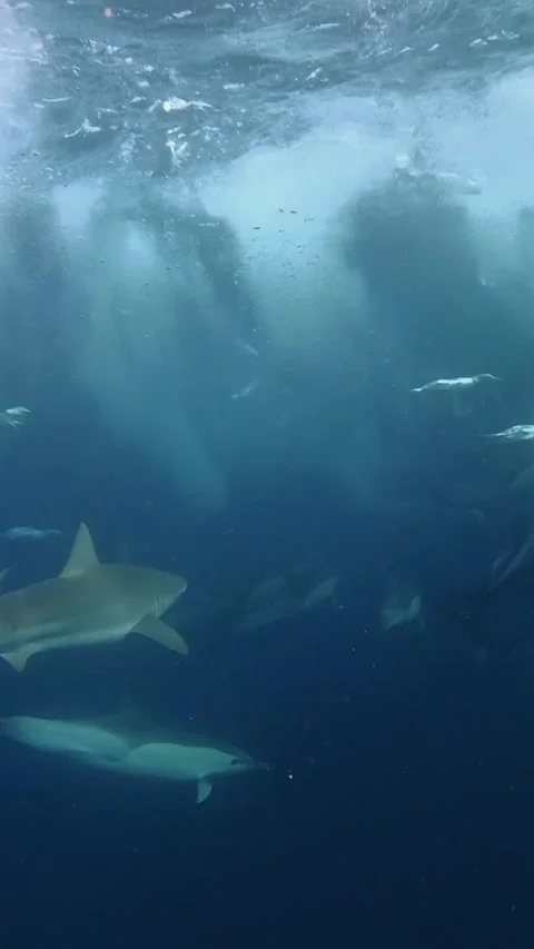 Shark approaching hunting common dolphins and Cape gannets during the Sardi.. Stock Footage 342840435