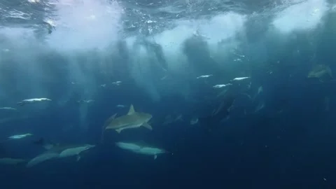 Shark approaching hunting common dolphins and Cape gannets during the Sardi.. Stock Footage 342842281