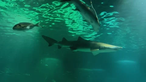 Shark in the aquarium 1 Stock Footage 345278473