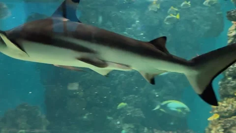 Shark in the aquarium 2 Stock Footage 345278451